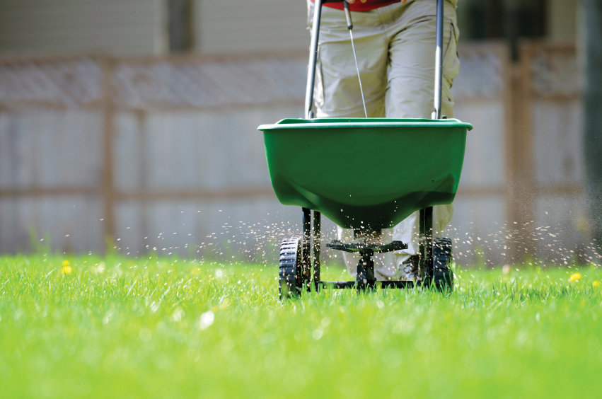 Fertilization & Overseeding