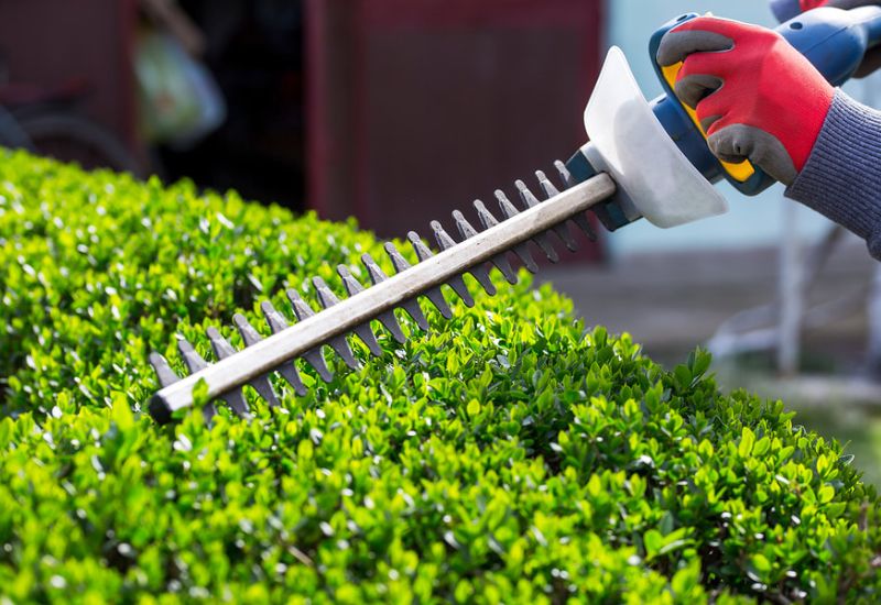 Shrub and Tree Trimming